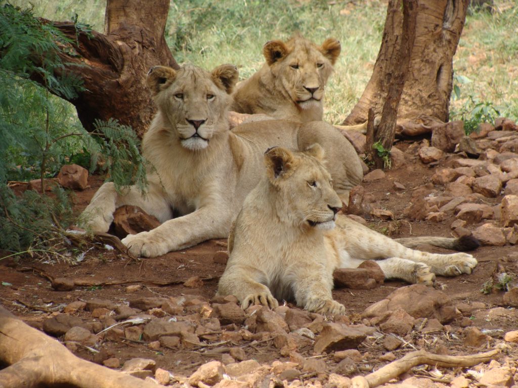 Löwen-Mamas beschützen ihre Kinder. Auch auf dem Spielplatz.