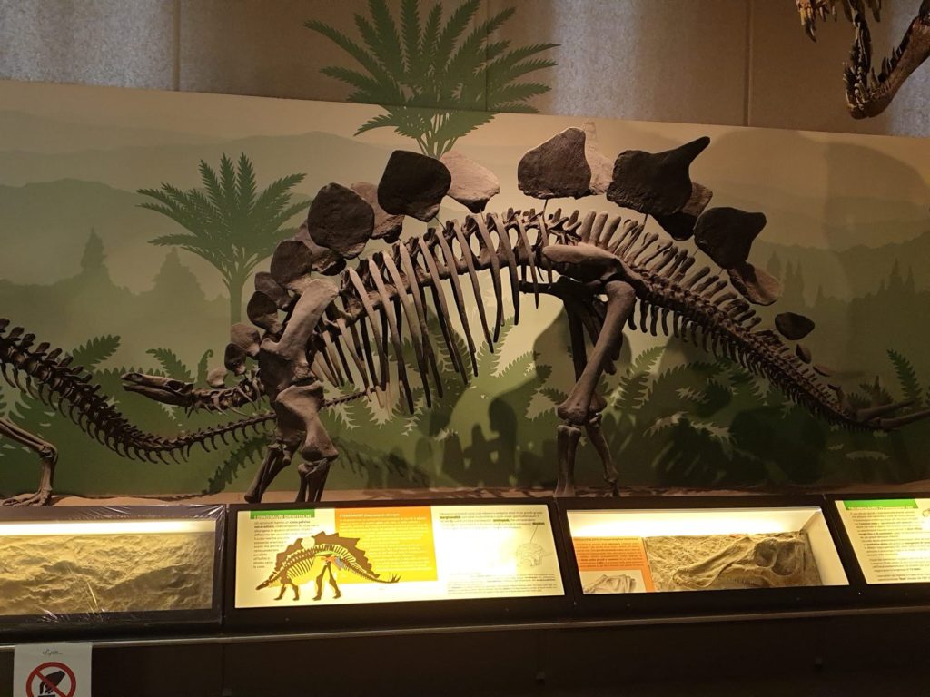 Für Dino-Fans lohnt sich ein Besuch im Museo Civico di Storia naturale.